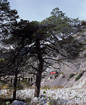 SBB Re 460 zwischen Leuk und Salgesch